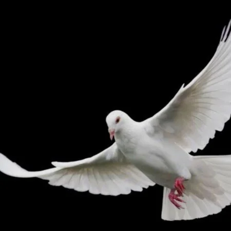 دانلود آهنگ شاد توو چشمات یه عشقه میباره چیکه چیکه