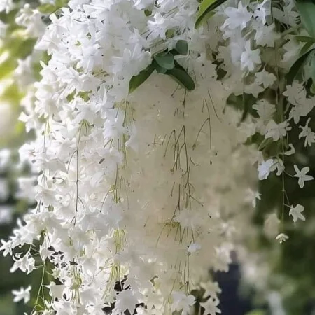 آهنگ شاد شمالی رعنا ترند