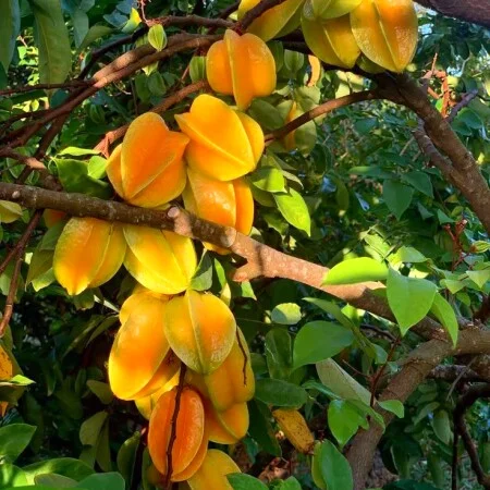 آهنگ شاد خاطره ی های های شو بارونی های های دم در دالون علیرضا گودرزی