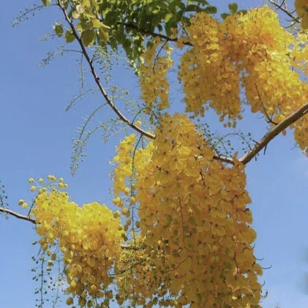 آهنگ شاد جدید نور فرزاد فرخ