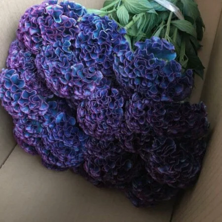 آهنگ شاد یه خونه وسط گلخونه داشتیم فردین ناجی