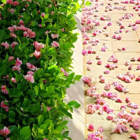 ریمیکس شاد خارجی علیرضا اسپید پاکلو