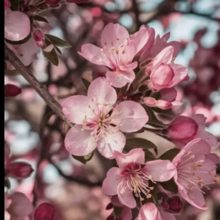 ریمیکس شاد قدیمی افسانه هستی