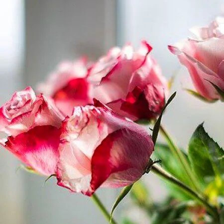 آهنگ شاد بسه بسه شهرام صولتی