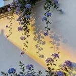 آهنگ شاد دلبر امین رستمی