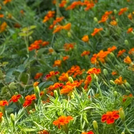 دانلود آهنگ شاد مازنی ۱۸۰ زانتیا وحشی ماهان خادمی
