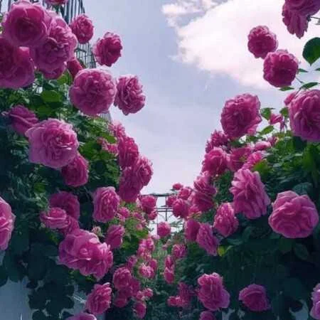 آهنگ شاد خارجی مخصوص باشگاه شماره 9