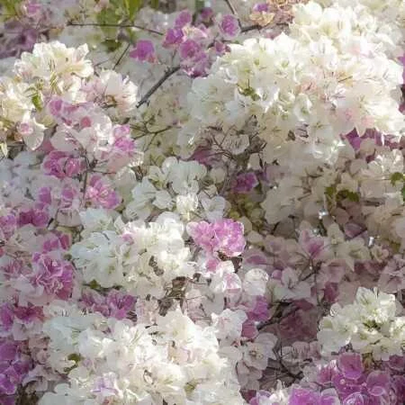 آهنگ شاد خارجی Dai Dai با صدای شکیرا