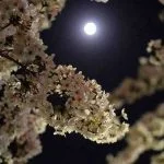 دانلود آهنگ شاد مازنی بمه دلبر چه کاریزما دارنه دلبر