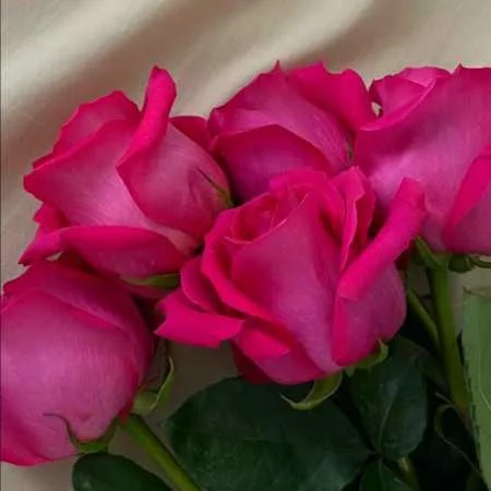 آهنگ شاد ترکیه ای گولدی یامان گولدی مغان تویلاری