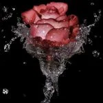دانلود آهنگ شاد عربی وریدک یا غالی از نور الزین و محمد الفارس
