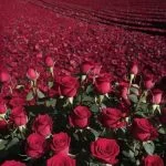 دانلود آهنگ شاد مهره مار داری تو دلبری از سعید آسایش